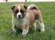 Excepcionales cachorros akita disponibles