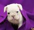 French bulldog para la venta