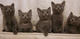 Gatitos rusos azul para la adopción - Foto 1