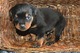 Gigante cachorros Rottweiler disponibles para su adopción - Foto 1