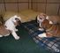 Gorgeous bulldog inglés cachorros disponibles