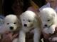 Gratis 4 adorable samoyedo cachorros