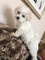 Gratis Babby pedigree cachorros Maltés para la adopción - Foto 1