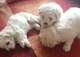 Gratis bichon frise cachorros - Foto 1