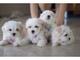 Gratis bichon maltés cachorros