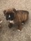 Gratis Bobtail Boxer cachorros disponibles - Foto 1