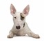 Gratis Bull Terrier cachorros listo ! - Foto 1