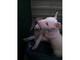 Gratis Bull terrier pura raza Riu clar - Foto 1