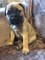 Gratis bullmastiff Cachorros - Foto 1