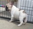 Gratis Cachorro Bulldog Francés para adopción - Foto 2