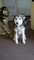 Gratis cachorro de malamute gris lobo (kc registrado)