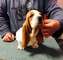 Gratis cachorros basset hound