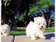 Gratis cachorros bichon maltes para adopcion - Foto 1