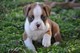 Gratis cachorros boxer adorable para adopción - Foto 1