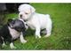 Gratis cachorros bulldog frances para adopcion - Foto 1