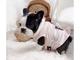 Gratis cachorros bulldog frances para adopcion