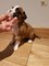 Gratis cachorros de Boxer en adopción - Foto 1