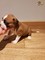Gratis cachorros de Boxer en adopción - Foto 2