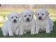 Gratis cachorros de Labrador preciosas que buscan nuevos hogares - Foto 1