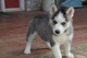 Gratis Cachorros husky siberiano para su aprobación - Foto 1