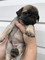 Gratis camada de cachorros pug listos ahora - Foto 1