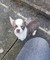 Gratis Chihuahuas para adopción - Foto 1