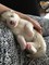 Gratis full siberian husky cachorros para su adopción