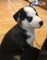 Gratis Full Siberian Husky cachorros para su adopción - Foto 1