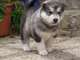 Gratis hermoso alaska malamute cachorros