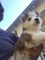 Gratis husky siberiano disponible