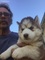 Gratis Husky siberiano disponible - Foto 1