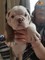 Gratis inglés bulldog para la adopción