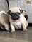 Gratis Kc Pug Puppies Listo Para Ir Ahora - Foto 1