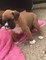 Gratis longtail y bobtail boxer cachorros disponibles