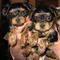 Gratis MACHO Y HEMBRA YORKIE YORKSHIRE TERRIER listo - Foto 1