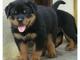 Gratis preciosos cachorros de rottweiler que buscan