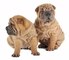 Gratis Shar Pei cachorros listo - Foto 1