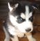 Guiiikuy husky whatsapp +34631645648 - Foto 1