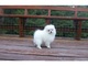 Hermosa tetera cachorros pomeranian disponibles
