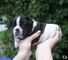 Hermoso bulldog francés cachorros en venta