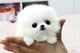 Hermoso Kc Reg Pomeranian cachorros - Foto 1