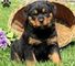 Hermosos cachorros alemanes Rottweiler - Foto 1