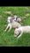 Impresionante camada de cachorros Whippet kc - Foto 1