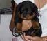 Impresionante macho y hembra Rottweiler cachorros - Foto 1