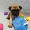 Increíble pug cachorros para la venta