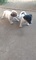 Juguetón y alegre Jack Russell Terrier cachorros - Foto 1