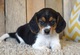 Leales cachorros beagle disponibles para la adopción
