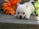 Lindos cachorros de Cairn Terrier disponibles - Foto 1