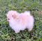Londos Cachorros Pomeranian Para la Adopcion - Foto 1