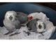 Loro de aves (gyacamayo escarlet, gris africano y guacamayos oro)